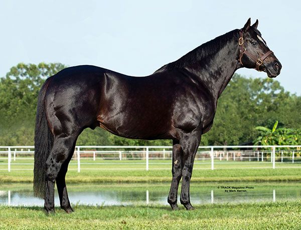 Stallion photographed from a specific angle
