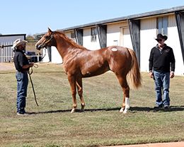 The $700,000 Empressum Twopoint O was the high-selling yearling of the 2025 Heritage Place Yearling Sale season.