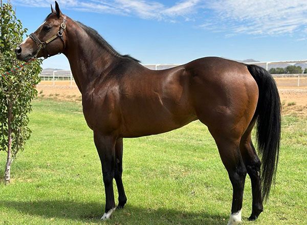 Stallion photographed from a specific angle