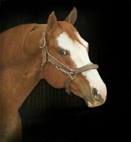 The prolific APHA sire Country Quick Dash passes away at age 27
