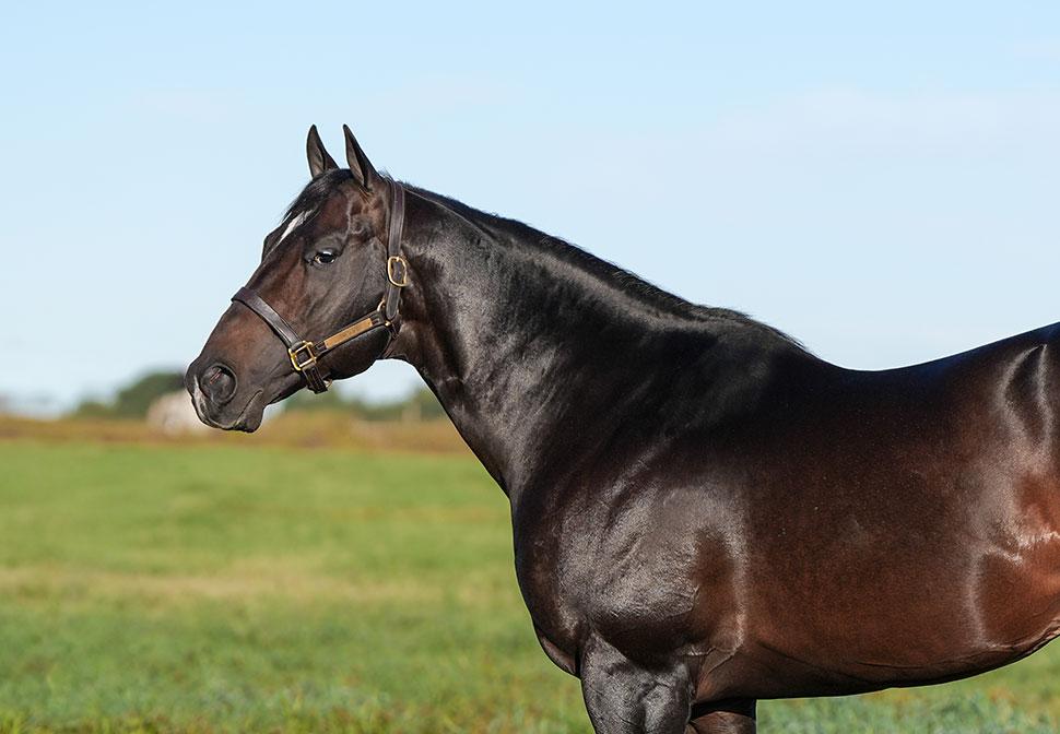Two-Time Champion Uncle D Returning To Oklahoma For 2027 Breeding Season