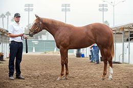Los Alamitos