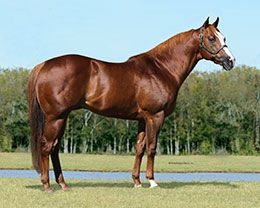 Champion and multiple Grade 1 sire Open Me A Corona will stand the 2025 season at Woods Farm in Bear River, Wyoming.