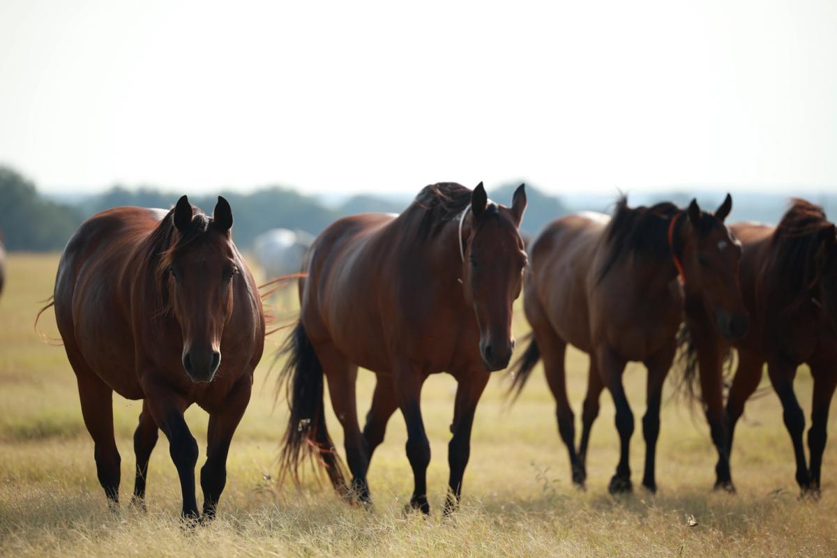 Dunn Ranch