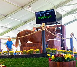 I Be The Queen sold for $500,000 at the 2024 Los Alamitos Equine Sale as the second highest seller of the entire sale and top-selling filly.