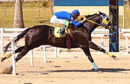 Trial 1 - Unstoppable, Las Vegas Cowgirl MEL shines the genetics of the stallion Flying Cowboy 123 in Brazil.