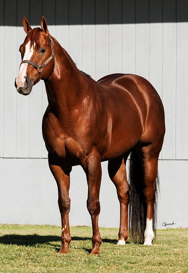 Stallion photographed from a specific angle