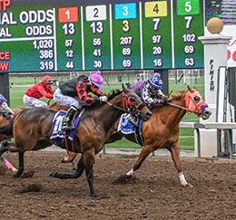 Mysterious Cartel (#3) defeats fellow qualifier Eyez On Corona (#10) in the second Adequan Derby trial at Grants Pass Downs.