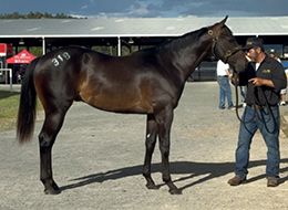 Champion Breeder Bobby D. Cox purchased Saturday’s sale-topper, Criminal Justice, for $735,000.