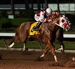 Apollitical J Streak at Los Alamitos Race Course.