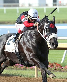 Teller Cartel is the dam sire of Wrs Valentino, a Grade 1 earner of over $565,000.