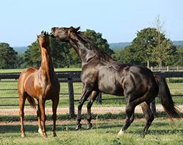 Best buddies Jess You and I and Cuantemplate play in the pasture.
