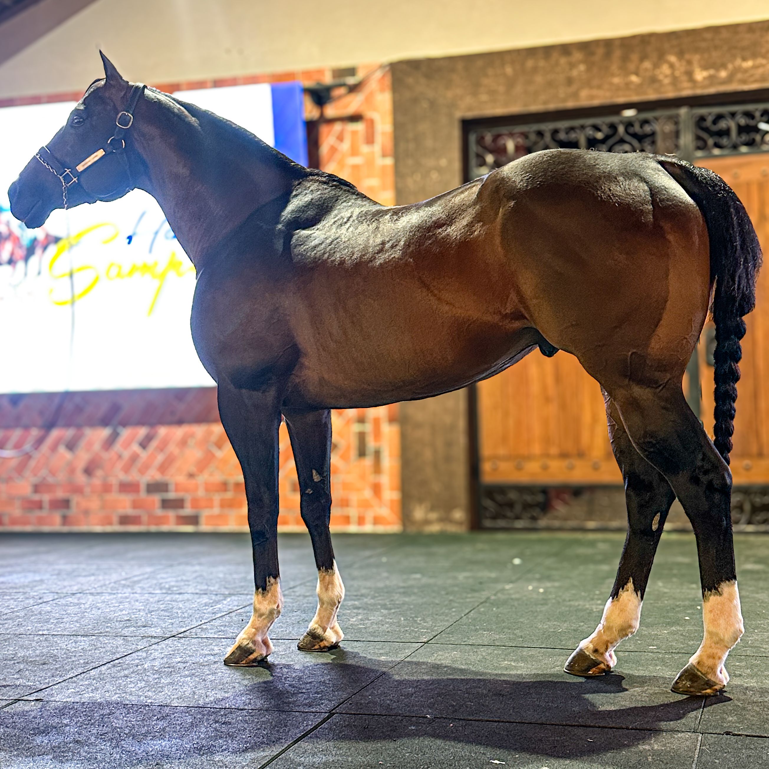 Coronado Cartel lost a lot of weight during the trip to Brazil, but remains in magnificent physical condition.