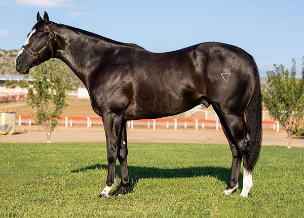 Stallion photographed from a specific angle
