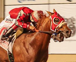 Santo Undefeated Grade 1 Heritage Place Futurity winner Apollirevenge will make her next start in the Golden State Million trials on Saturday.