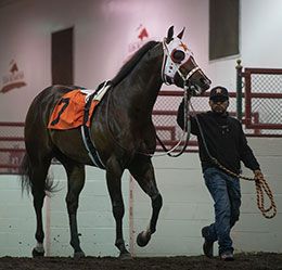 Stanley Cartel leaves the Los Alamitos saddling paddock on Sunday night.
