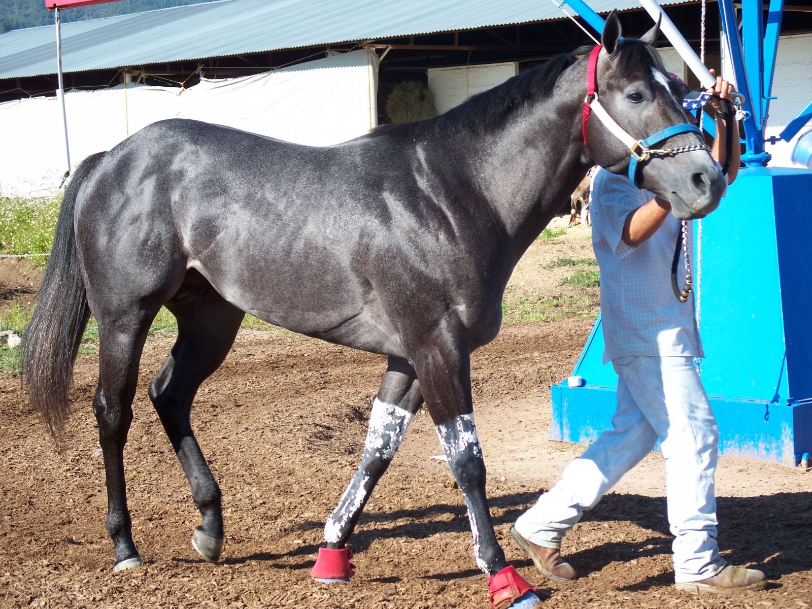 2007 All American Futurity runner-up Sf Royal Bank is the leading money earner out of Shake The Bank. 