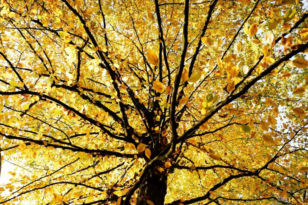Looking up through bright yellow autumn elm leaves and branches