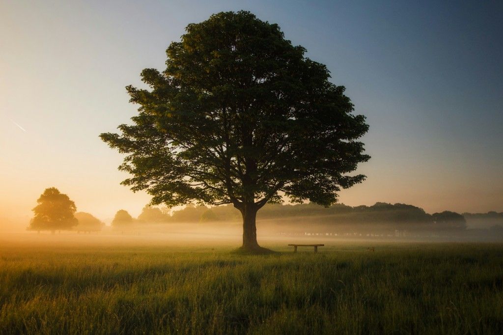 Lone tree and wooden bench in misty golden light