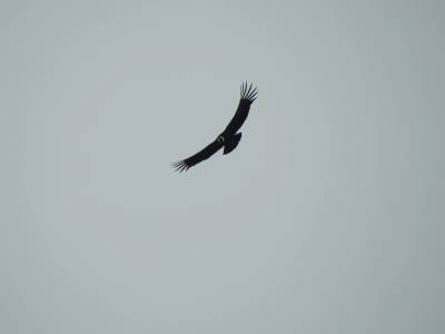 Day 9. The Condor Route: Volcanic Landscapes and the Andean Condor