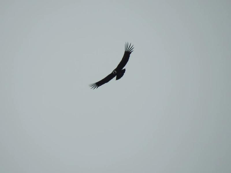 Day 9. The Condor Route: Volcanic Landscapes and the Andean Condor