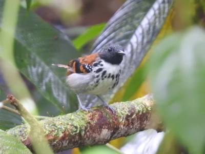 Day 4. San Cipriano: A Full Day in the Rainforest