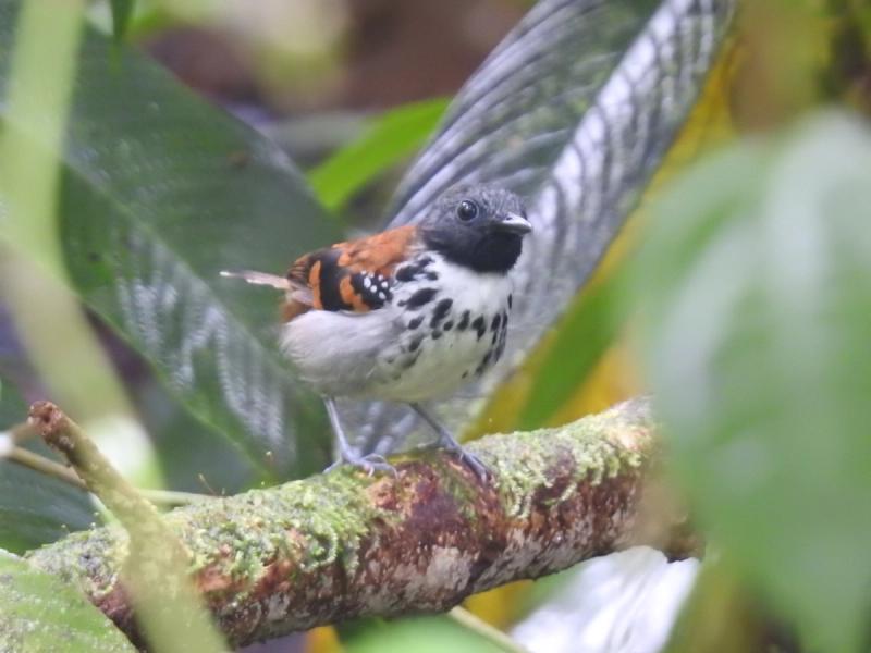 Day 4. San Cipriano: A Full Day in the Rainforest