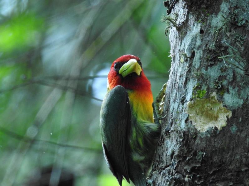 Hardcore Birding Expeditions