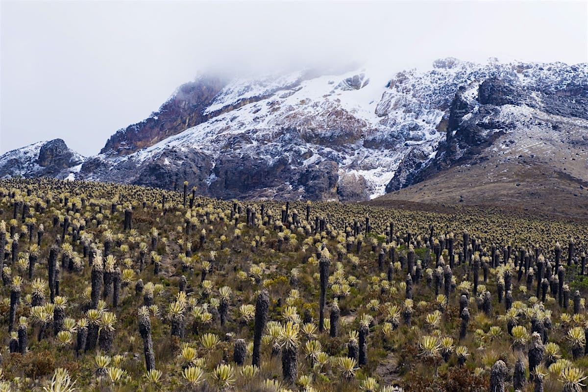 Colombian Andes Curiosity Journey — photo 3