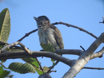 Day 6. Laguna de Sonso, then North to Pereira