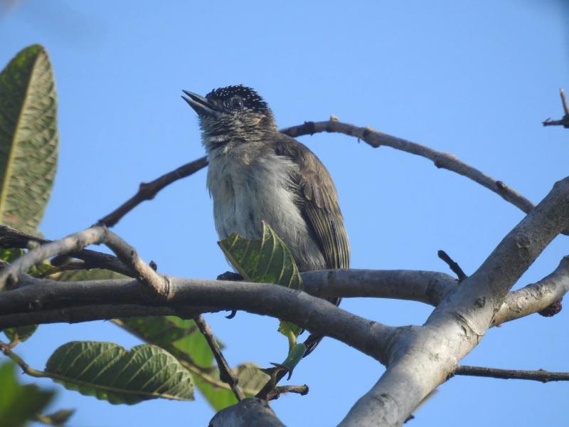 Day 6. Laguna de Sonso, then North to Pereira