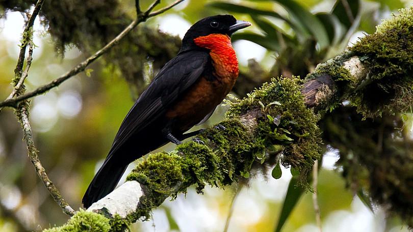 Colombian Andes Curiosity Journey — photo 1