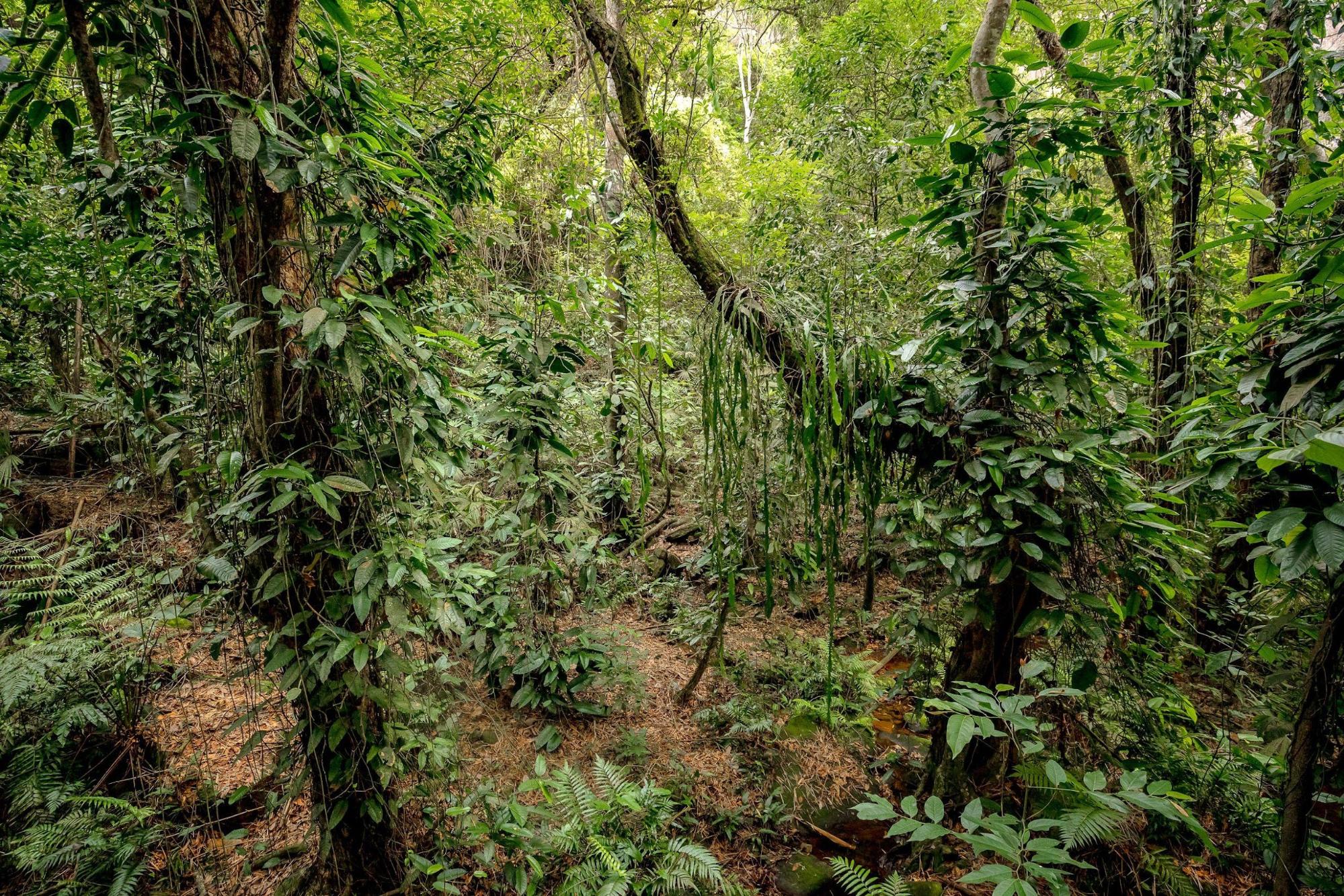 Colombian Andes Curiosity Journey