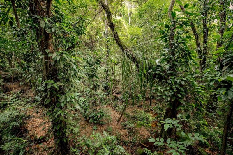 Colombian Andes Curiosity Journey