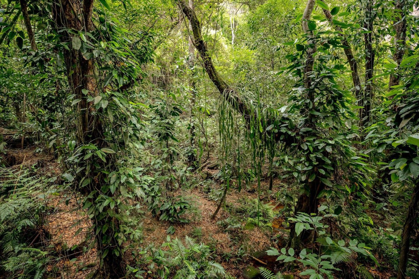 Colombian Andes Curiosity Journey