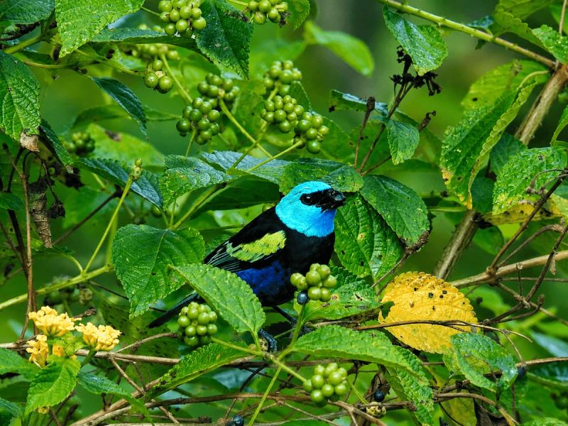 Classic Colombian Birding