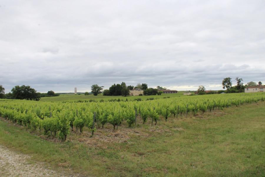 Vue de Saint-Seurin-de-Cadourne