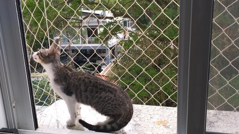 Redes de proteção para gatos: tudo o que você precisa saber