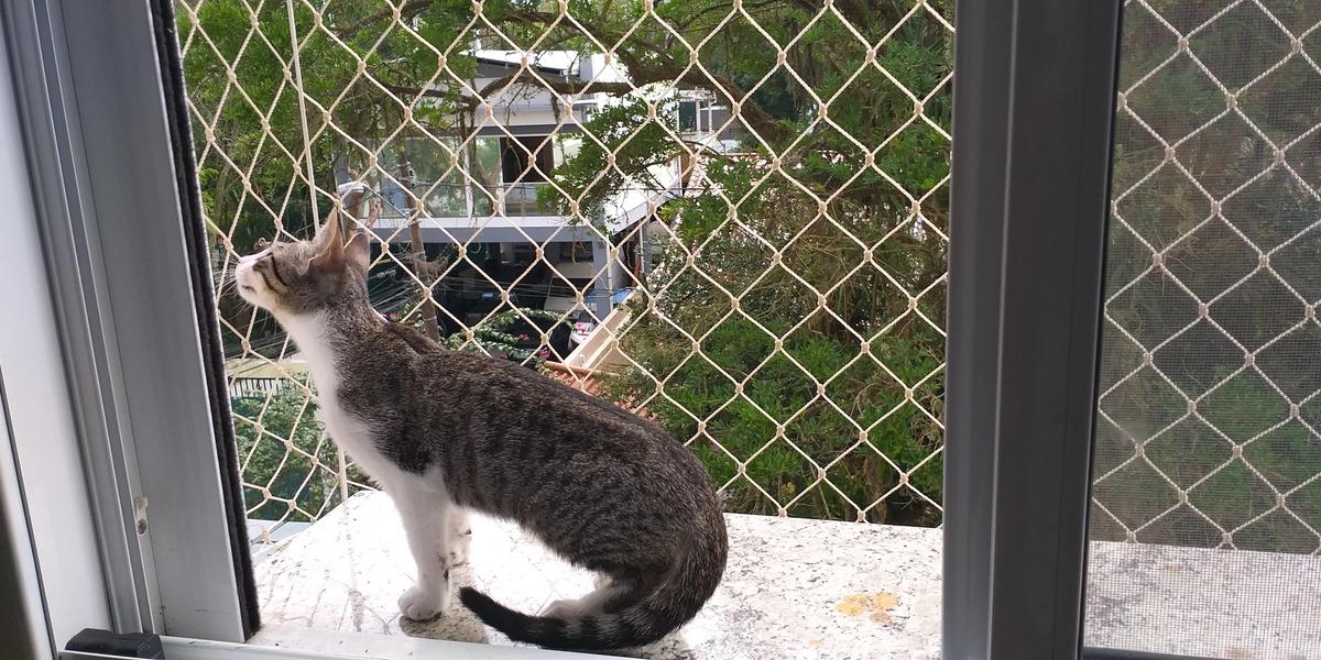 Redes de proteção para gatos: tudo o que você precisa saber
