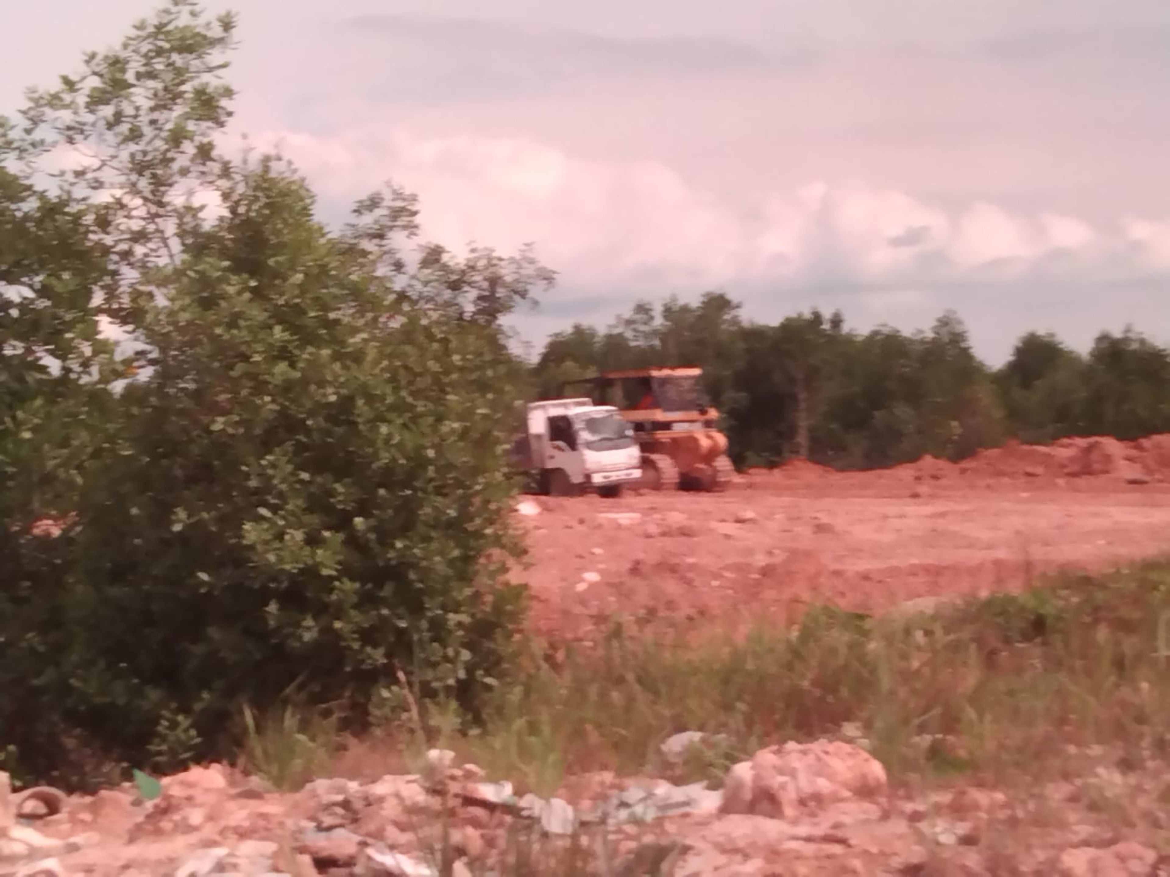 Astaga ! Hutan Bakau Jadi Lahan Perumahan Di Sagulung