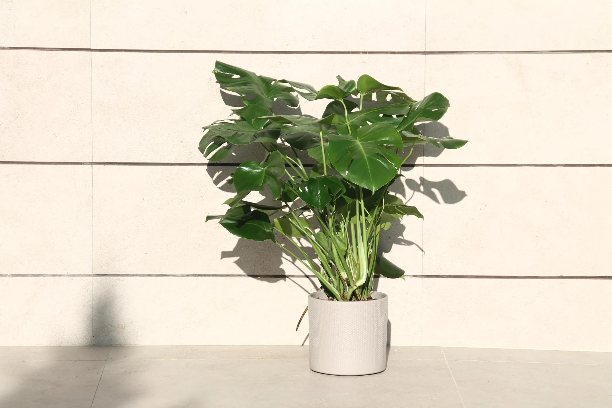 Monstera Deliciosa