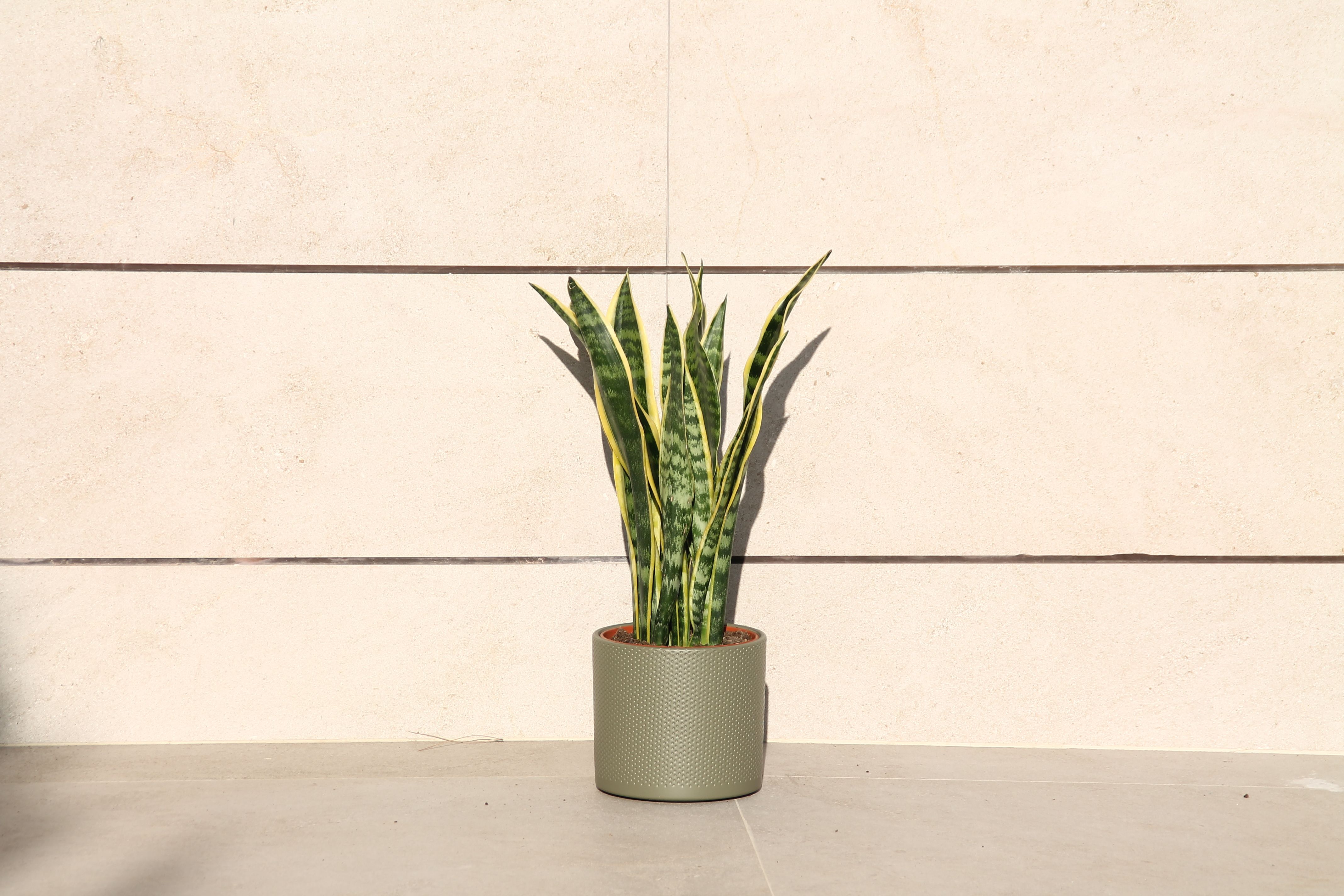 Sansevieria Laurentii
