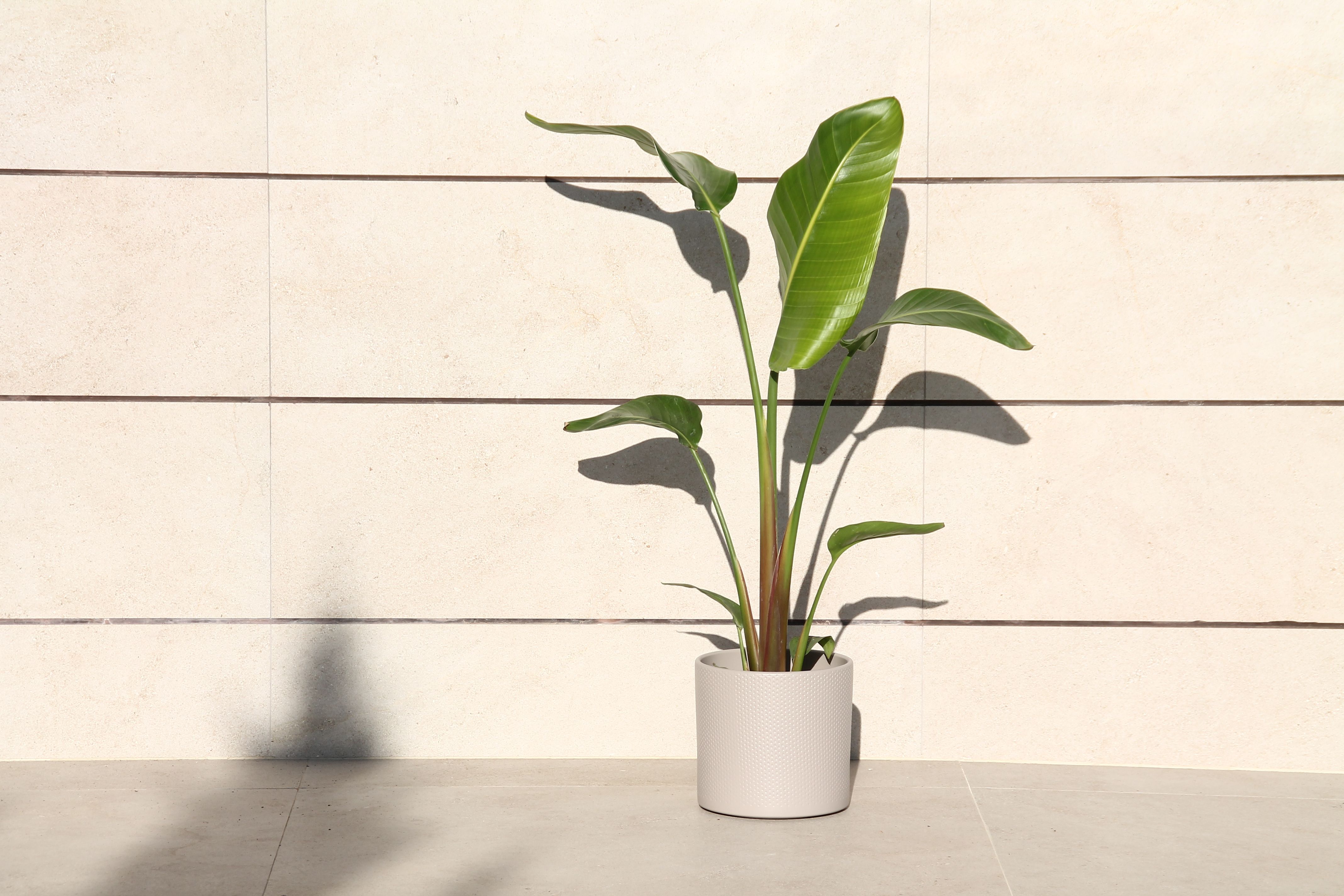 Strelitzia Augusta 1Pie