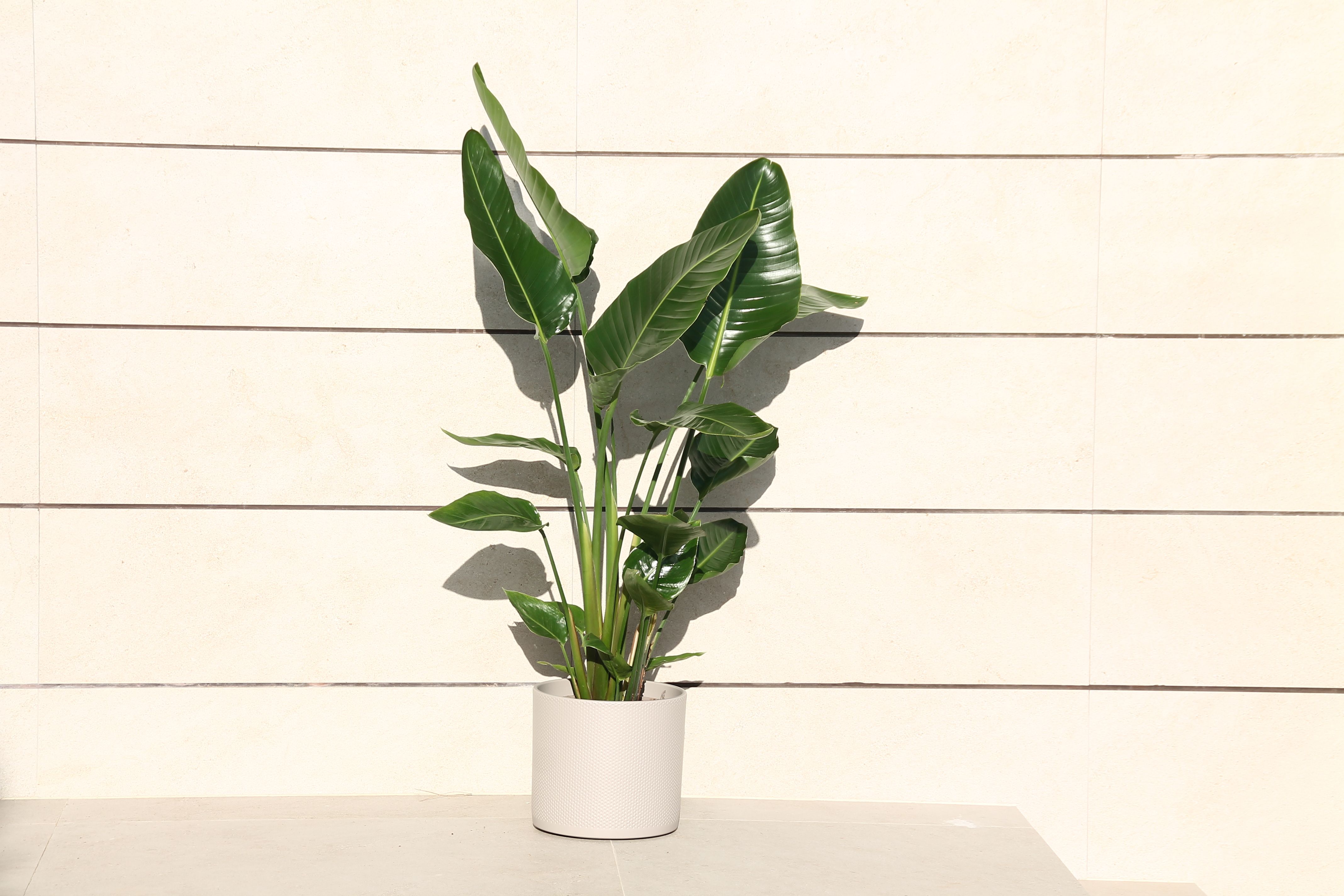 Strelitzia  3Pies