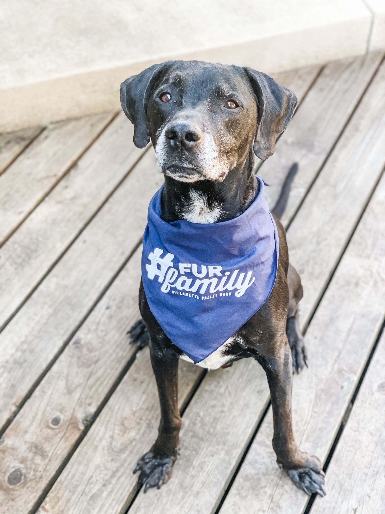 One of WVBK's fur friends wearing a custom bandana.