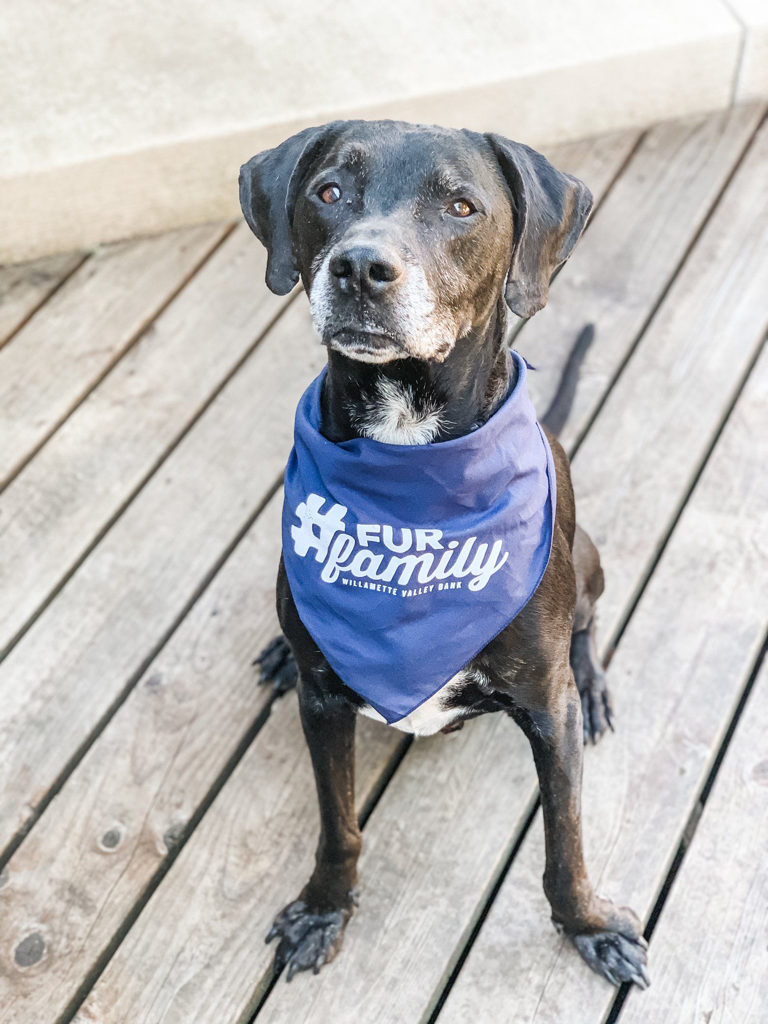 One of WVBK's fur friends wearing a custom bandana.
