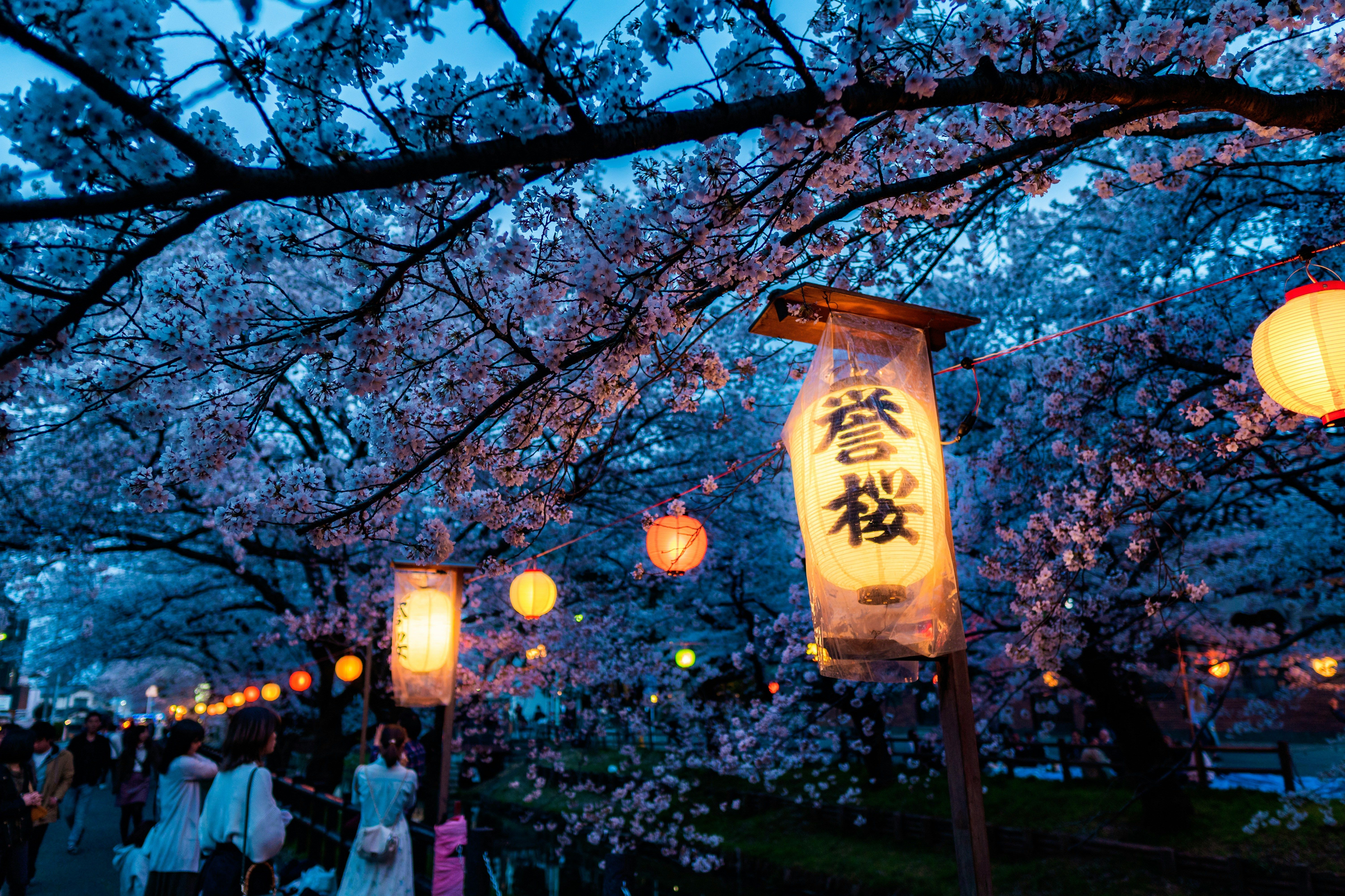 Beige and black lamp on green tree during nighttime in Japan