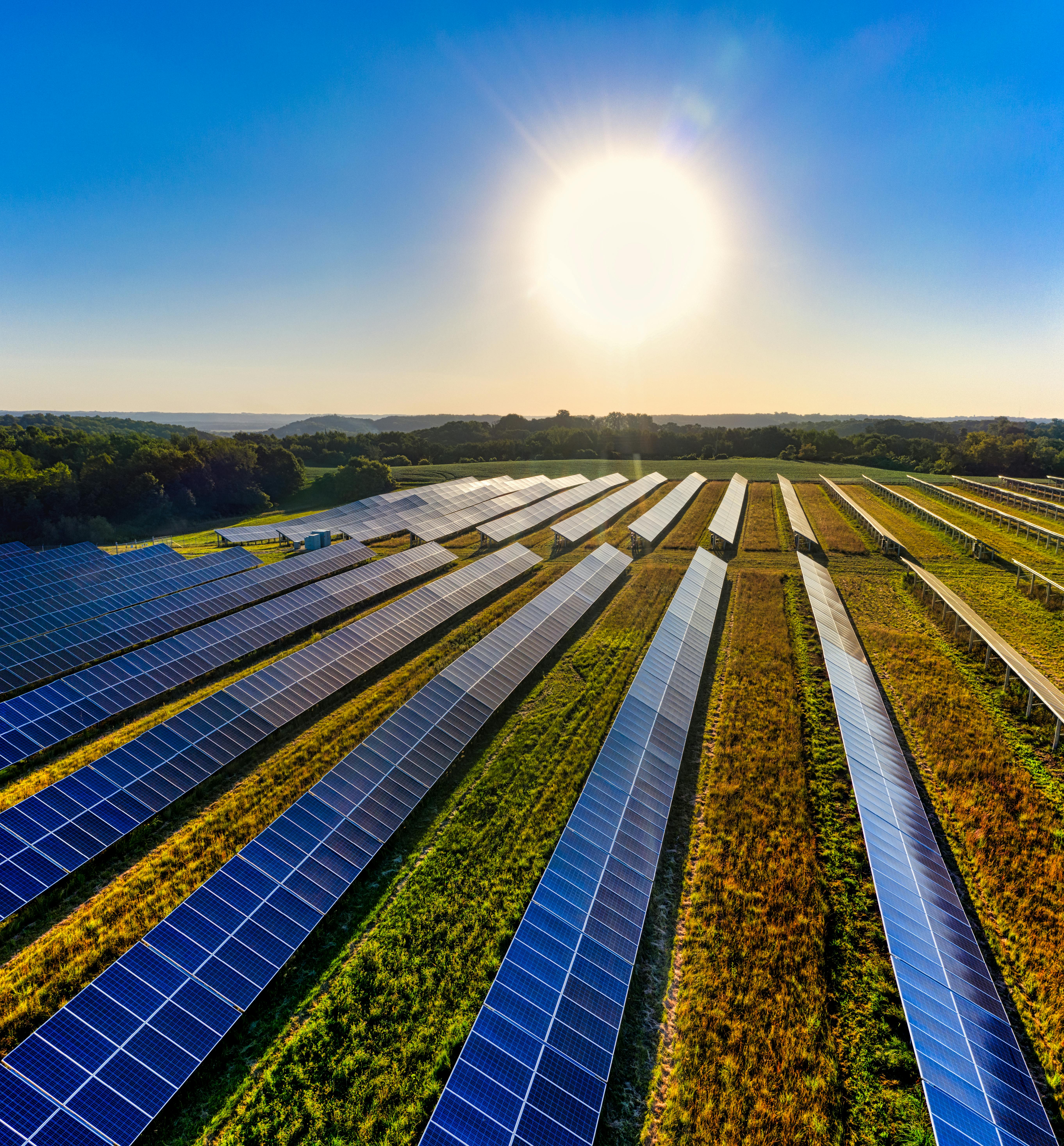 A field lined with solar panels