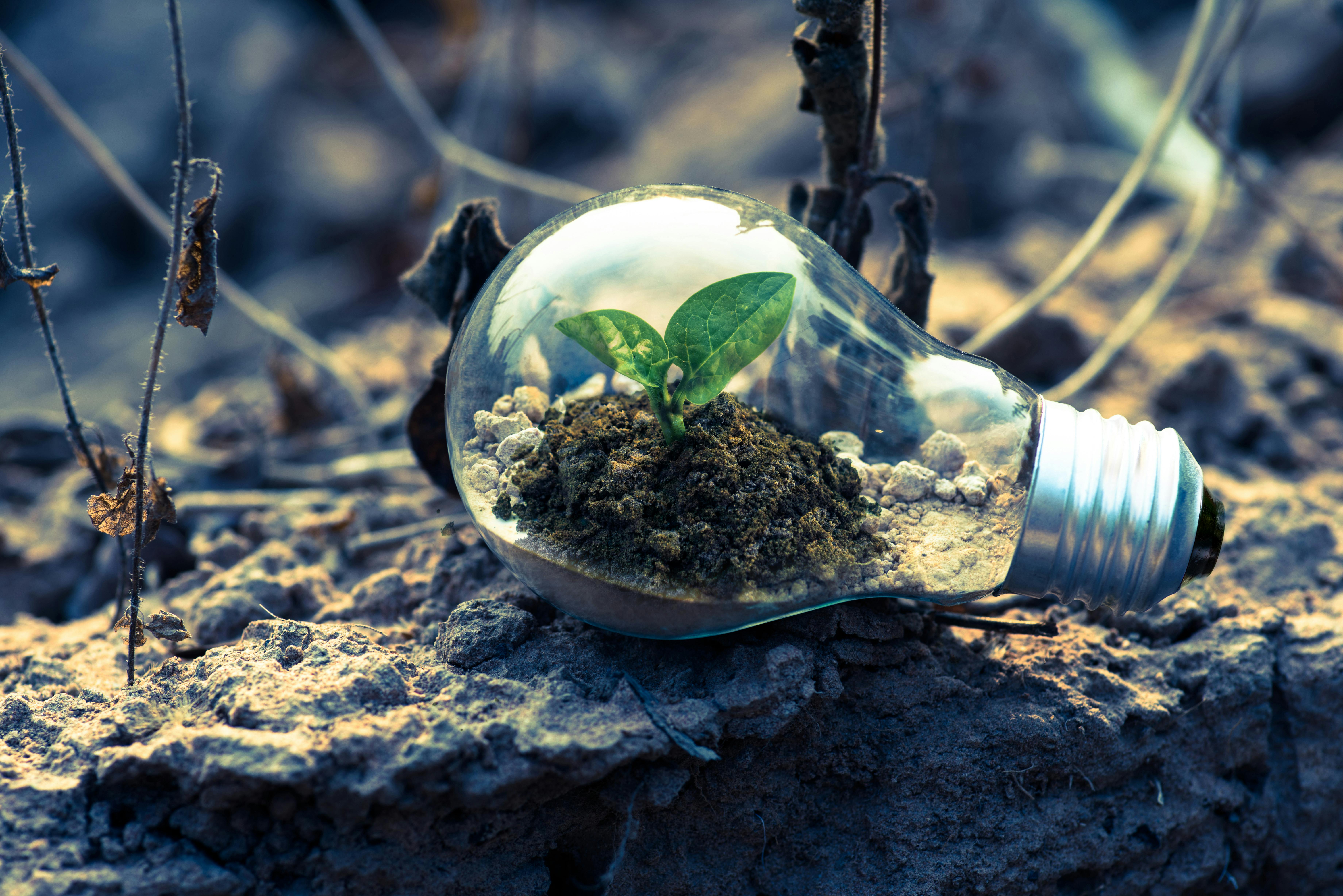 Main Image: A lightbulb with a plant blossoming inside it depicting "clean tech"