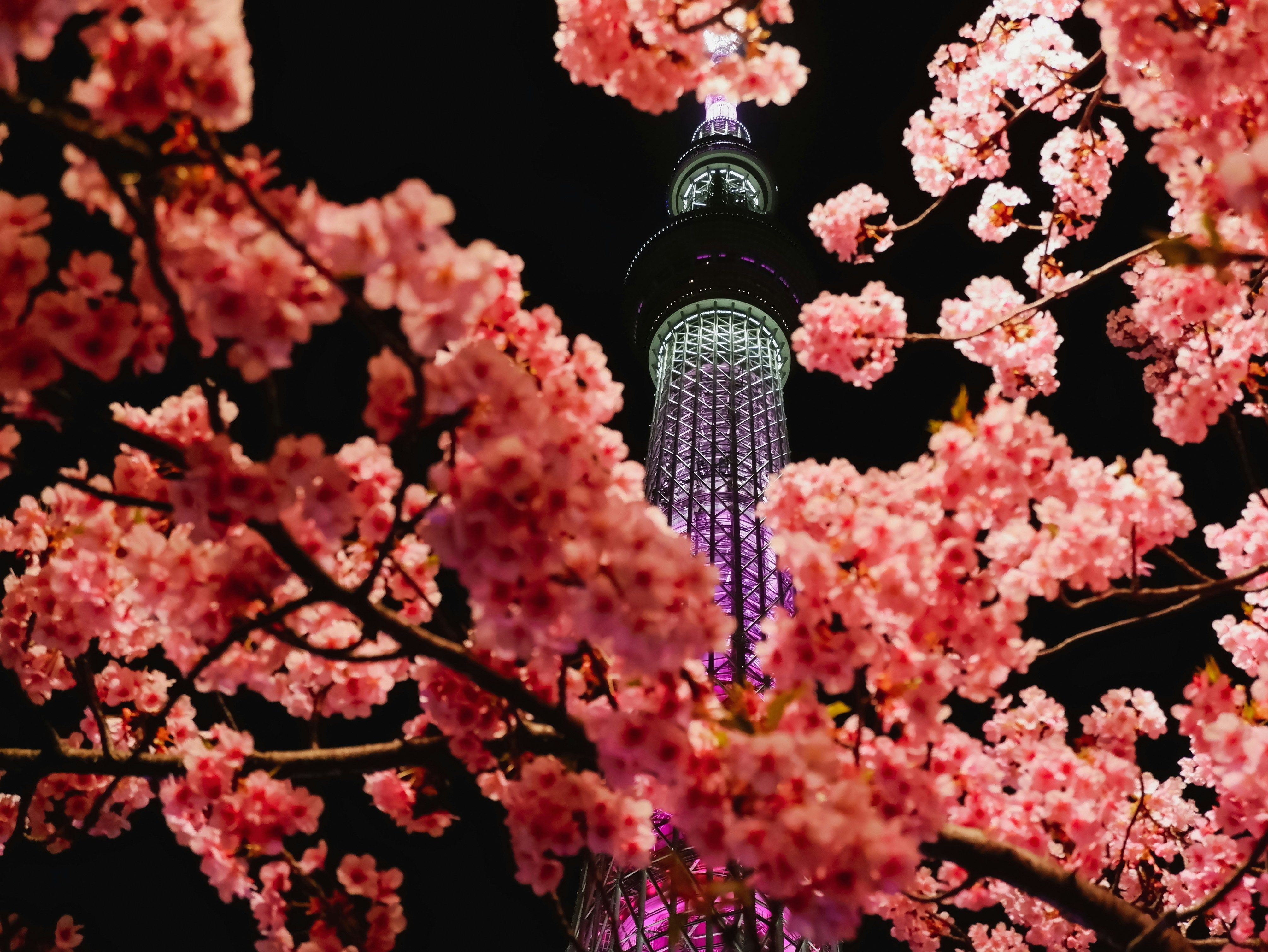 Pink Cherry Blossoms in the Fall in Japan